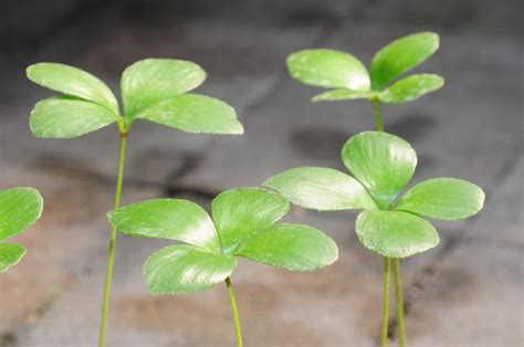 幸運草鐵樹|像極了烤玉米! 典藏植物園「幸運草鐵樹」夏季限定觀。